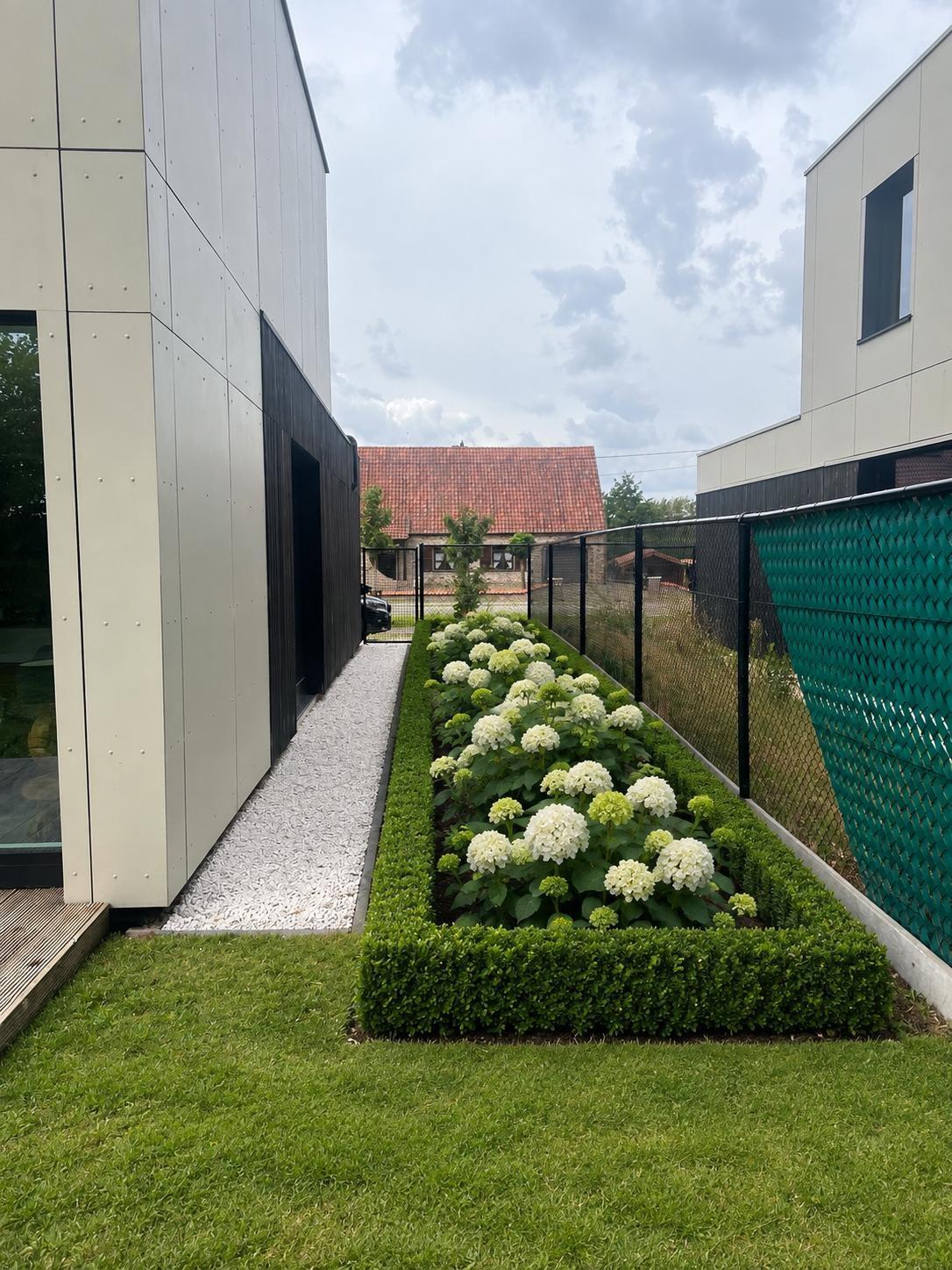 Border met witte hortensia's in een buxuskader
